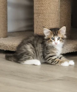 Norwegian Forest Cat