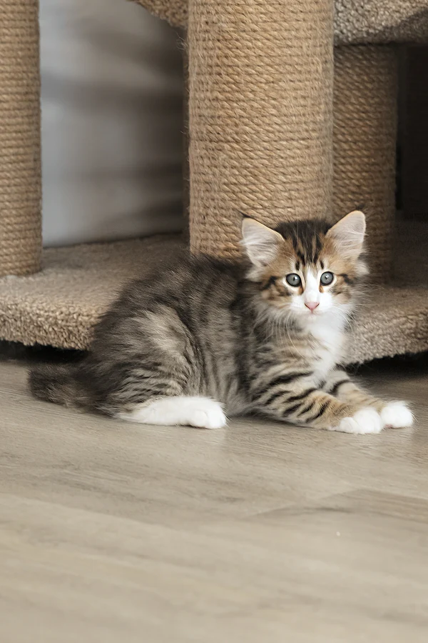 Norwegian Forest Cat Norwegian Forest Cat